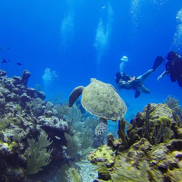 apo island fund dives