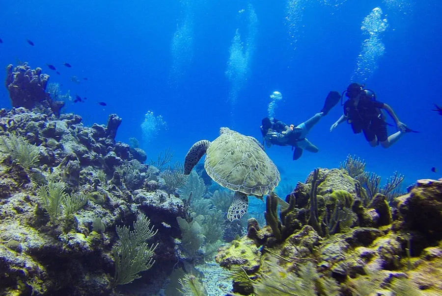 apo island fund dives