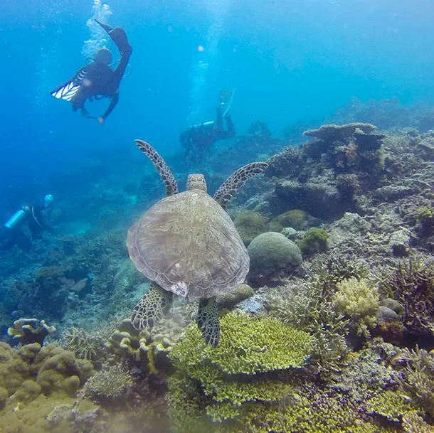 apo island fun dives turtle