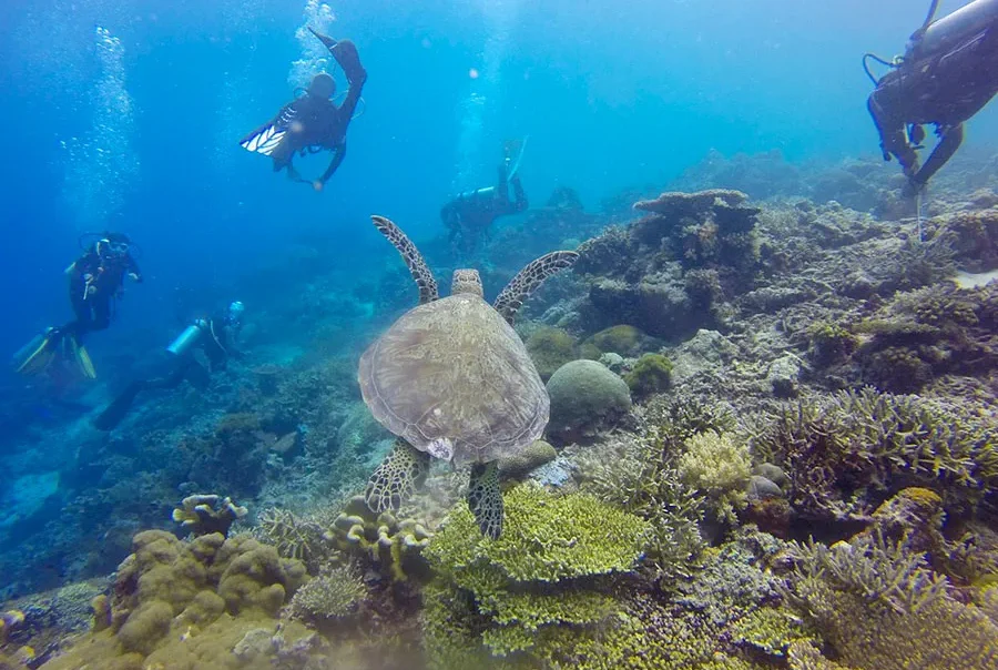 apo island fun dives turtle