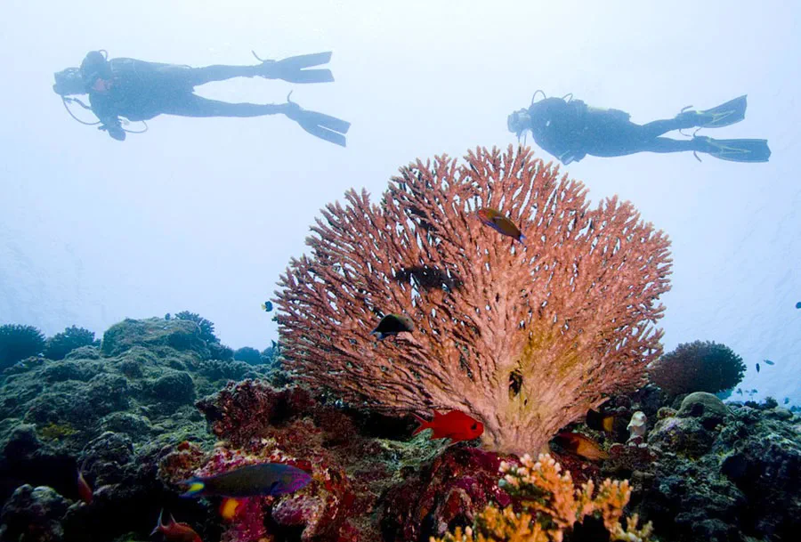 apo island fun diving