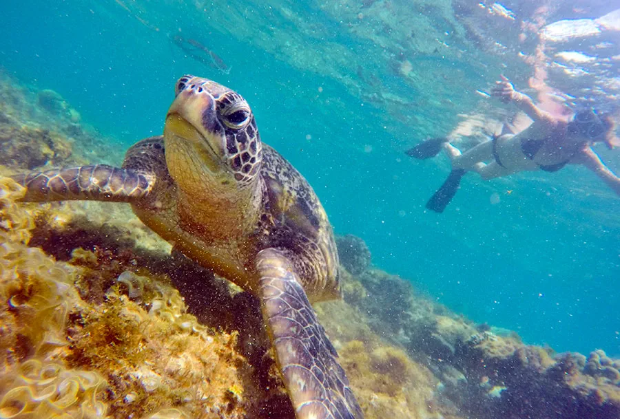 Apo Island Snorkeling Paradise