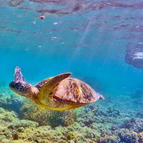 Apo Island Snorkeling Paradise