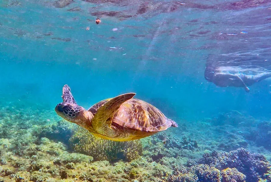 Apo Island Snorkeling Paradise